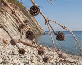 Pinus pityusa. Мёртвые ветви с шишками старого упавшего на пляж с обрыва дерева. Краснодарский край, м/о г. Геленджик, окр. села Кабардинка, гора Дооб, скалистый обрывистый приморский склон, на скале. 24.08.2014.