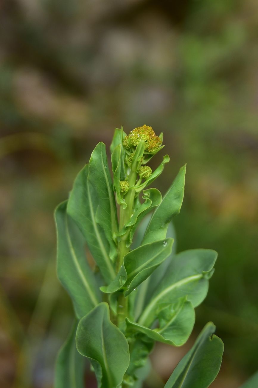 Image of Unknown species specimen.