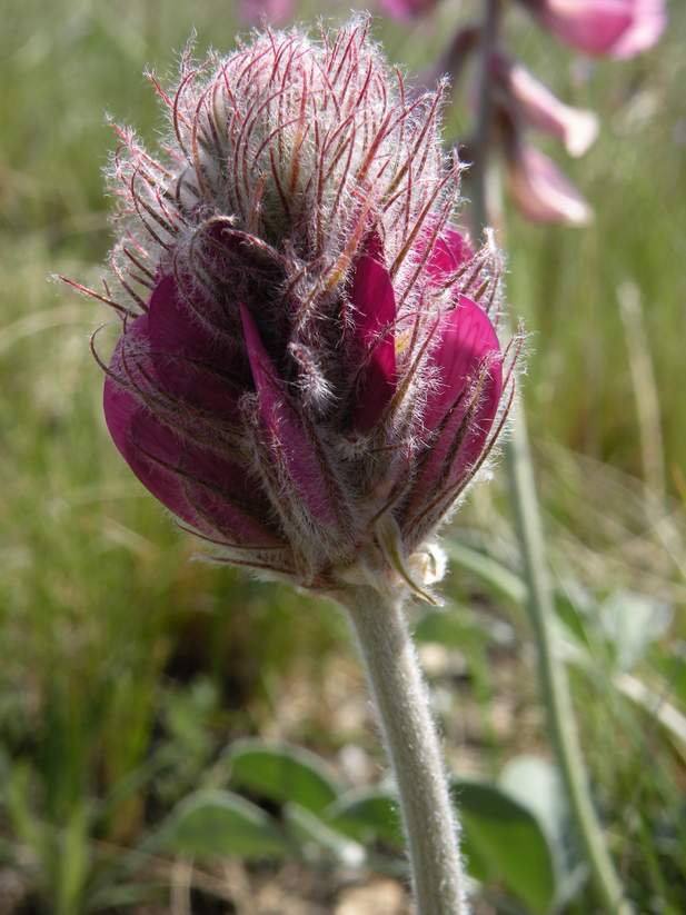 Image of Hedysarum argyrophyllum specimen.