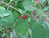 Lonicera xylosteum