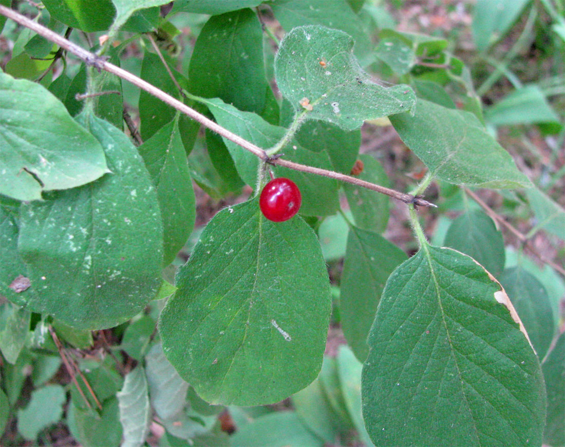 Image of Lonicera xylosteum specimen.