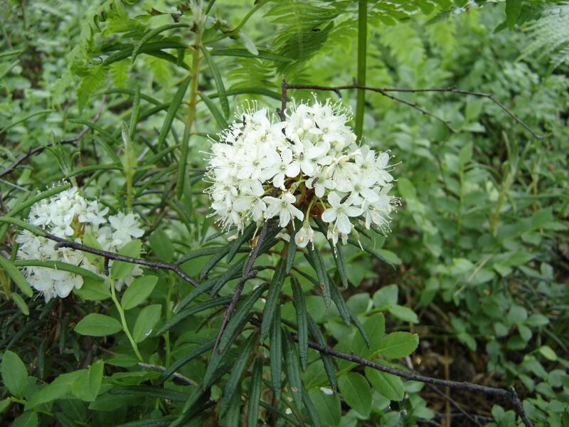 Image of Ledum palustre specimen.
