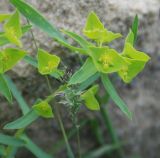 Euphorbia taurinensis. Верхушка цветущего растения. Крым, Кутлакская бухта. 05.05.2011.