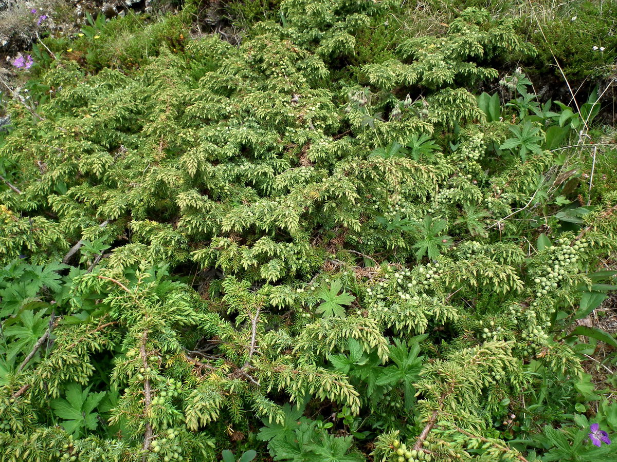 Изображение особи Juniperus sibirica.