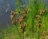 Juncus compressus