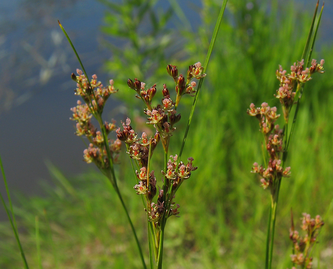 Изображение особи Juncus compressus.