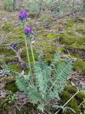 Oxytropis ivdelensis