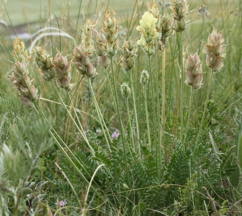 Изображение особи Oxytropis gmelinii.