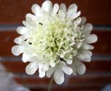 Scabiosa ochroleuca