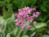 Allium oreophilum. Соцветие. Московская обл., Раменский р-н, окр. дер. Хрипань, дачный участок. 24.06.2001.