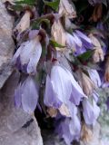 Campanula ossetica