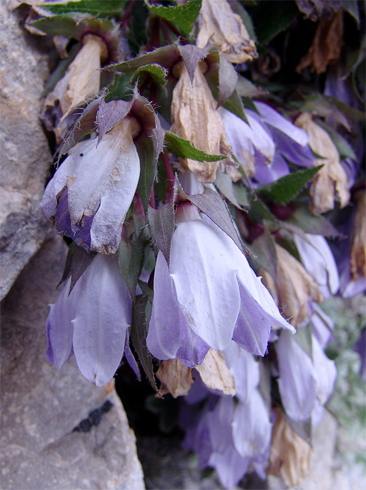 Изображение особи Campanula ossetica.