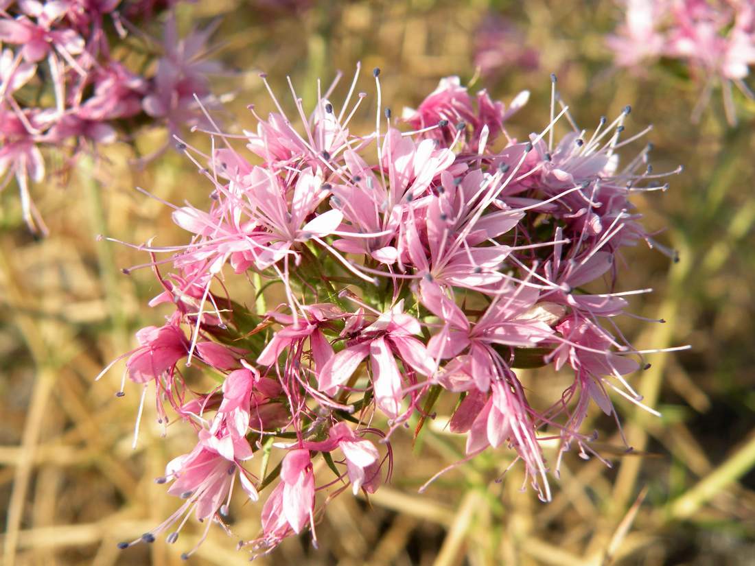 Image of Acanthophyllum pungens specimen.