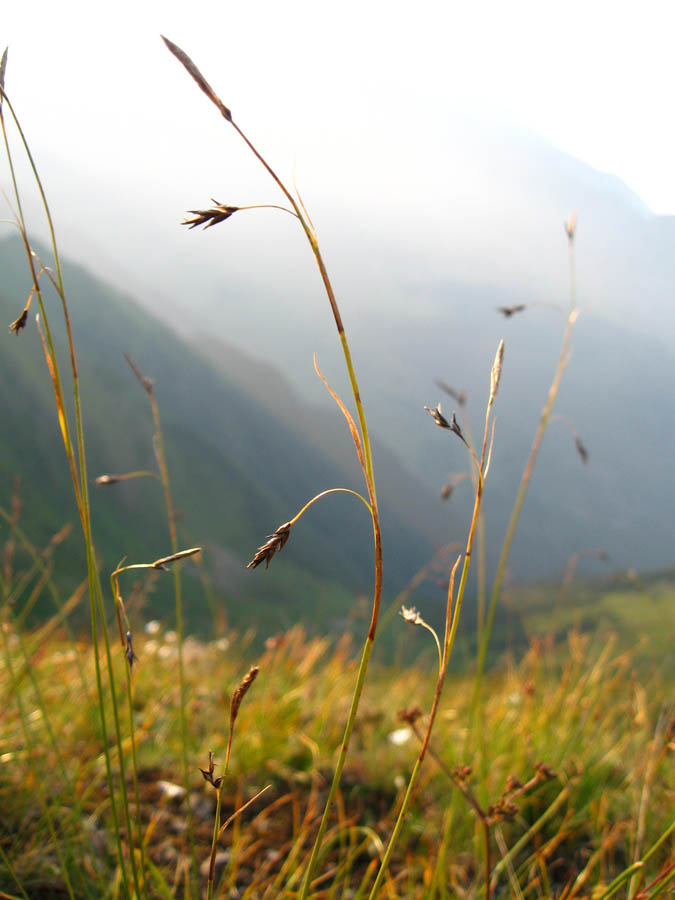 Изображение особи Carex tristis.
