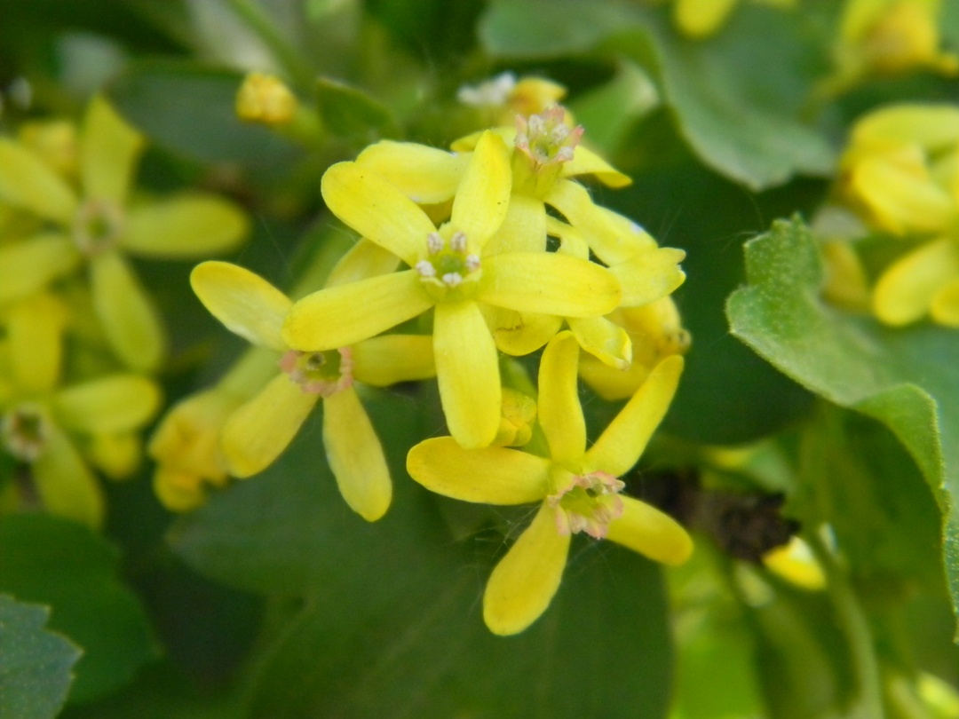 Image of Ribes aureum specimen.