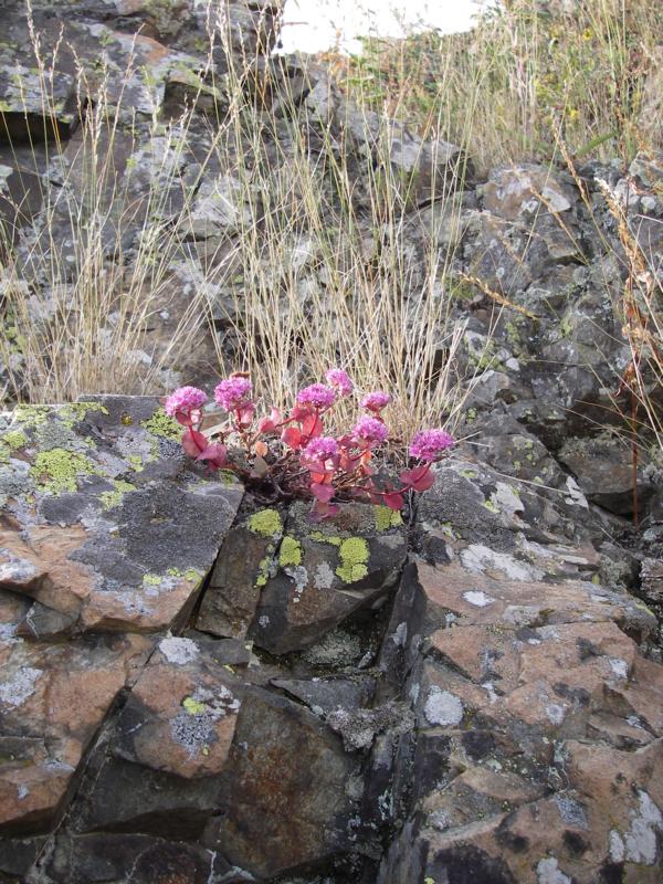 Изображение особи Hylotelephium ewersii.