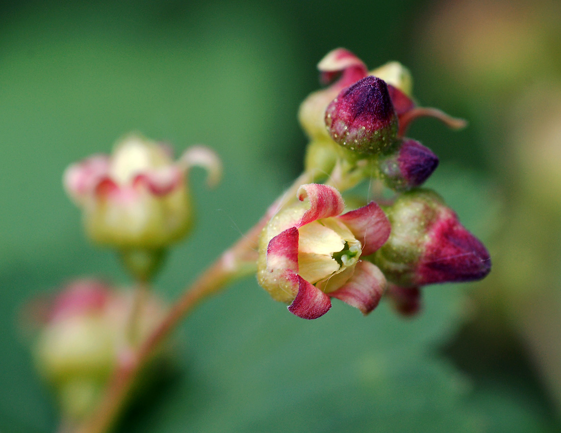 Изображение особи Ribes nigrum.