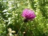 Cirsium heterophyllum