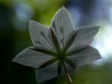 Trientalis europaea