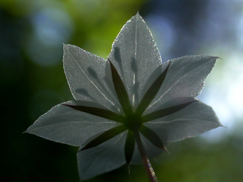 Изображение особи Trientalis europaea.