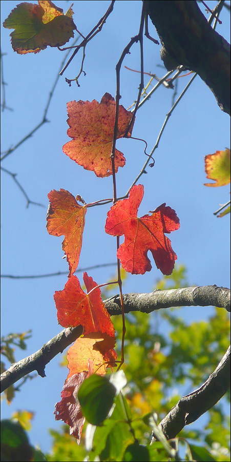 Image of Vitis gmelinii specimen.