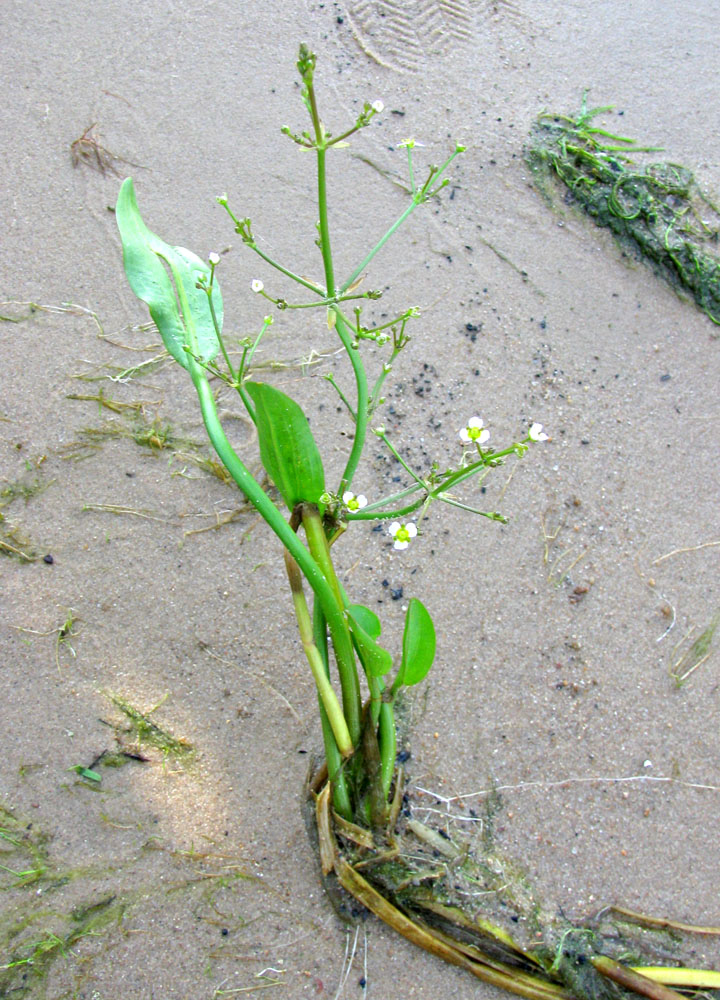 Image of Alisma juzepczukii specimen.