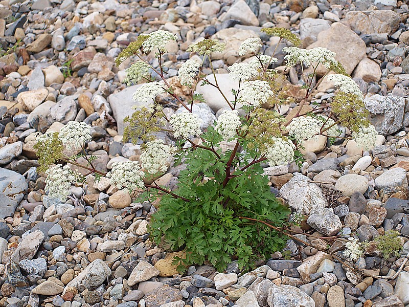 Image of familia Apiaceae specimen.