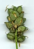 Astragalus cicer. Незрелые плоды. Курская обл., г. Железногорск, ур. Опажье. 30 июля 2007 г.