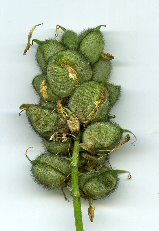 Image of Astragalus cicer specimen.