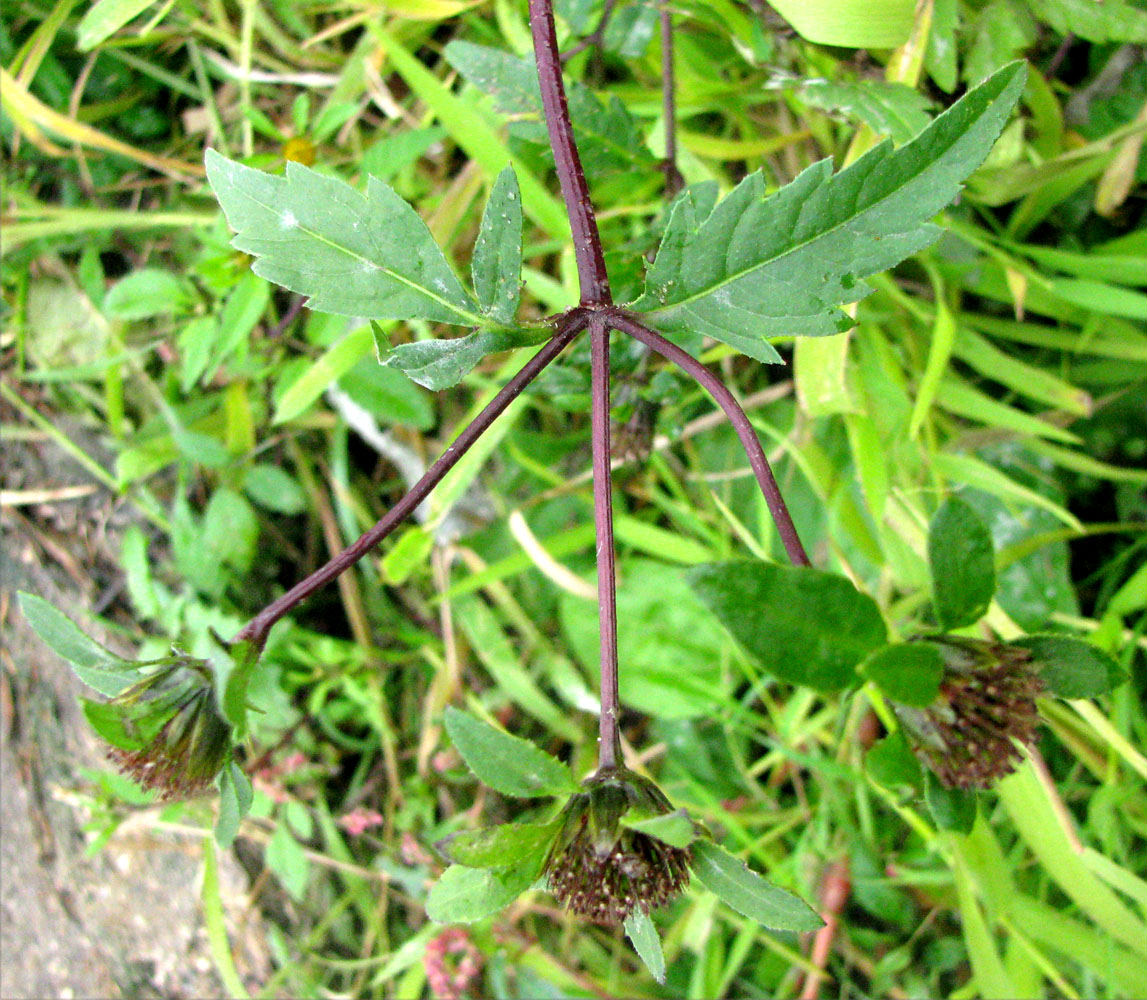 Image of Bidens × garumnae specimen.