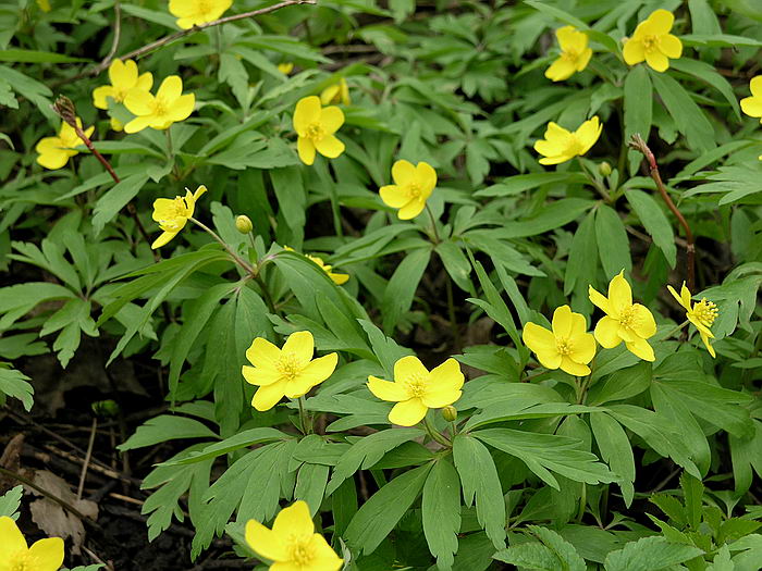 Image of Anemone ranunculoides specimen.