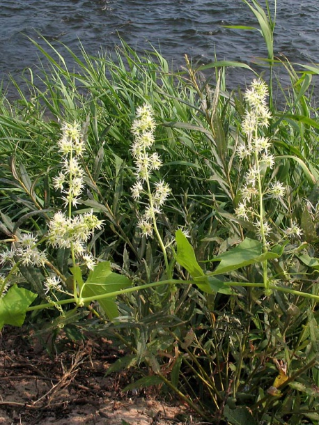 Изображение особи Echinocystis lobata.