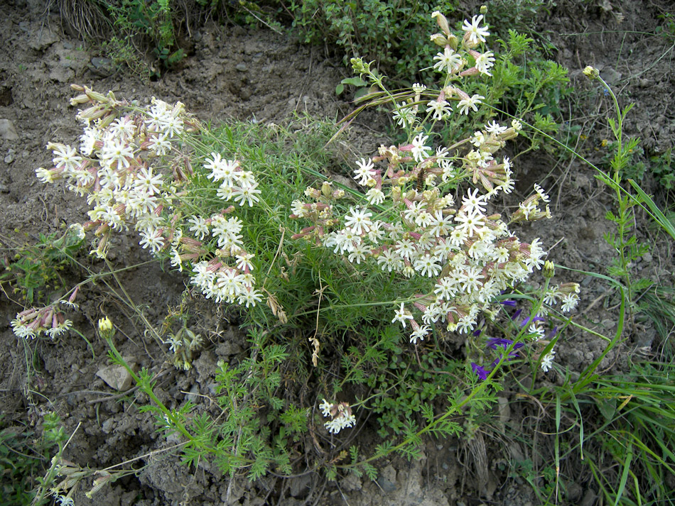 Image of Silene spergulifolia specimen.