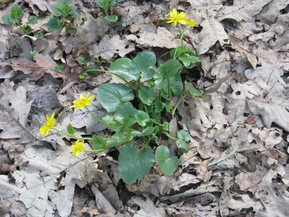 Image of Ficaria verna specimen.