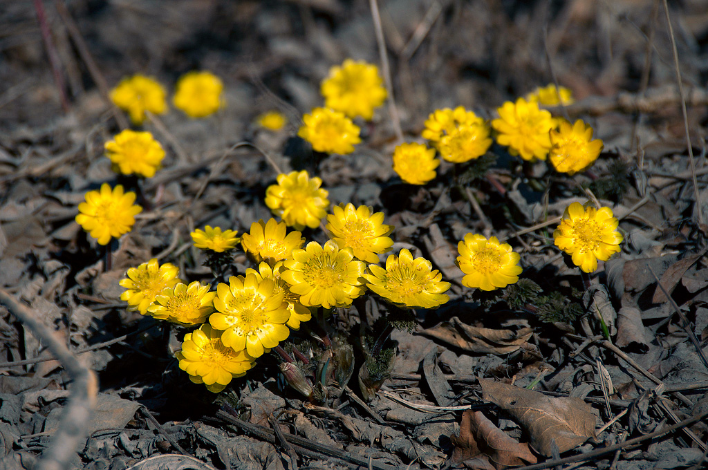 Image of Adonis amurensis specimen.