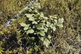 Corydalis paeoniifolia. Растение в зарослях багульника. Якутия, на склоне долины р. Ольчан. 20.07.1984.