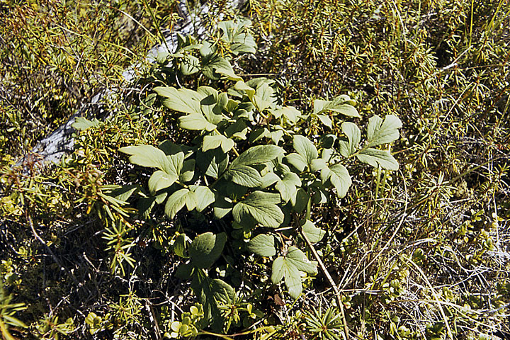 Image of Corydalis paeoniifolia specimen.