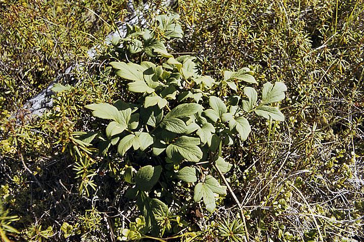 Изображение особи Corydalis paeoniifolia.