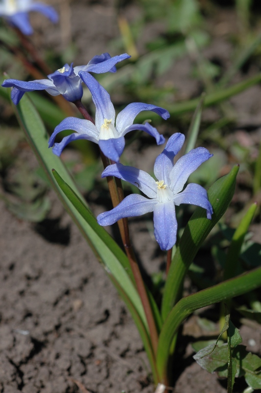 Image of Chionodoxa luciliae specimen.