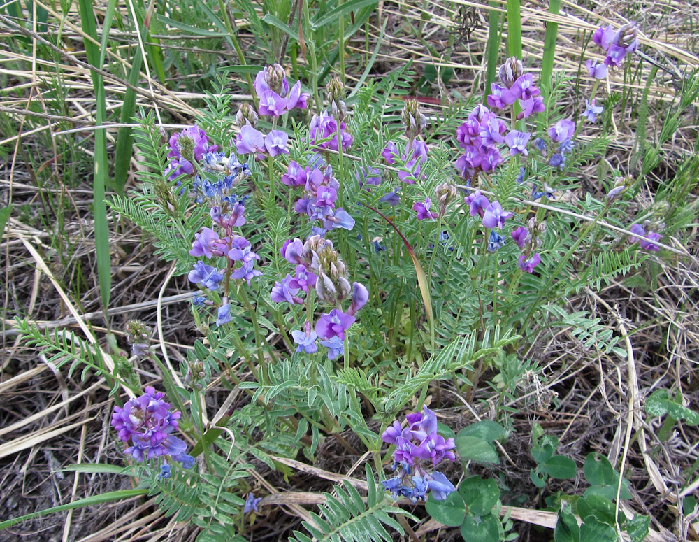 Image of Oxytropis teres specimen.