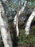 Betula