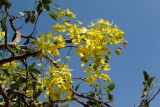 Cassia fistula