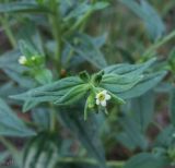 Lithospermum officinale. Верхушка побега с соцветием. Казахстан, Восточно-Казахстанская область; Западный Алтай, скл. Ульбинского хребта, окр. с. Ушановское. 18.06.2012.