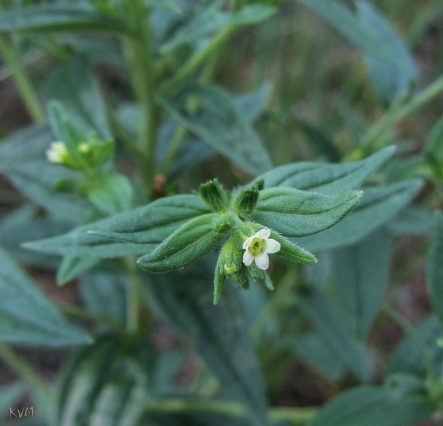 Image of Lithospermum officinale specimen.