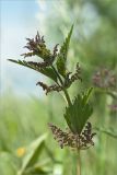 Urtica dioica. Верхушка цветущего растения. Ленинградская обл., Ломоносовский р-н, окр. дер. Низино. 23.06.2012.