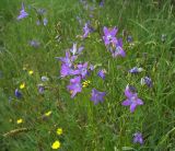 Campanula patula. Верхушки цветущих растений с цветками и бутонами. Курская обл., Фатежский р-н, с. Игино. 12 июня 2007 г.