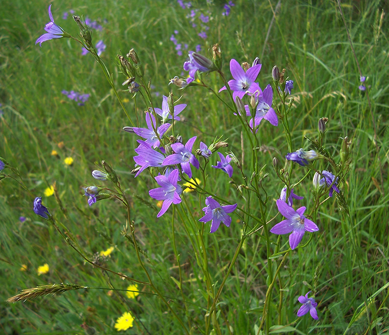 Image of Campanula patula specimen.