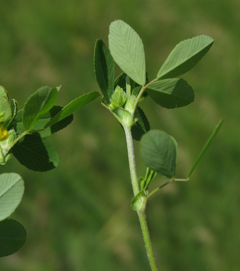 Image of Trifolium campestre specimen.