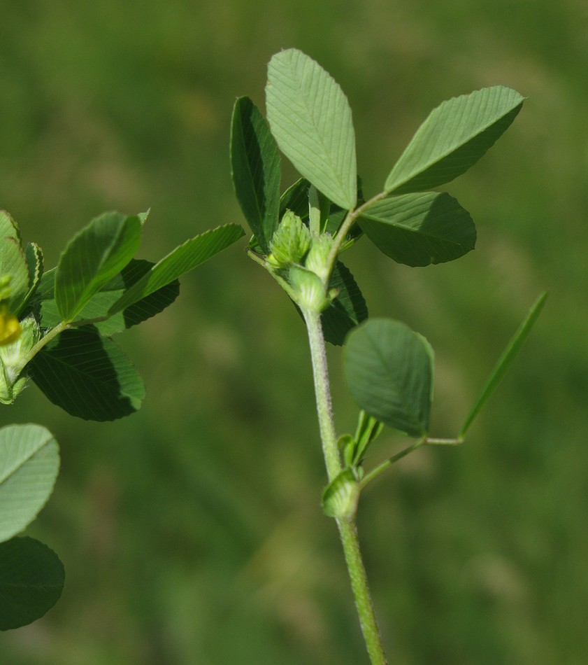 Изображение особи Trifolium campestre.