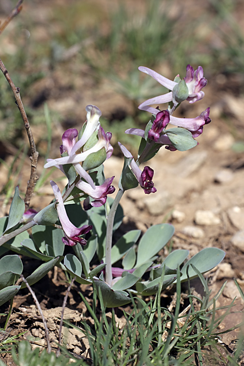 Изображение особи Corydalis ledebouriana.